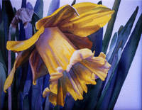 One Narcissus