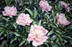 Peonies