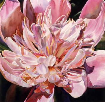 Peony Bloom