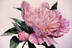 Peony with Bloom