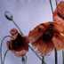 Poppies II