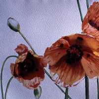 Poppies II