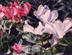 Red and White Cyclamens