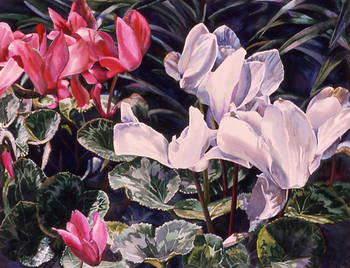 Red and White Cyclamens