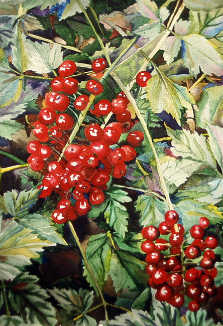 Red Baneberry
