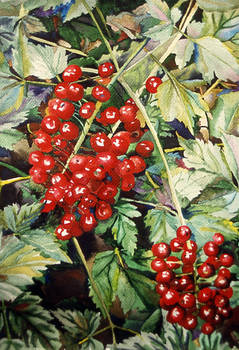 Red Baneberry