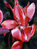 Red Cyclamen