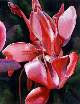 Red Cyclamen