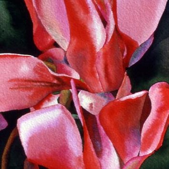 Red Cyclamen