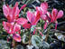 Red Cyclamens