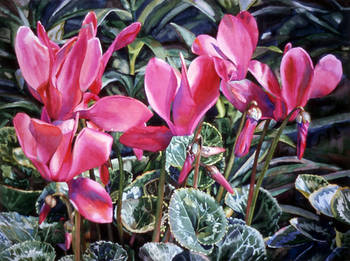 Red Cyclamens
