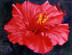 Red Hibiscus