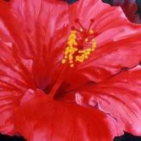 Red Hibiscus