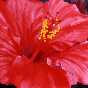 Red Hibiscus