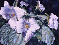 Shady Trilliums
