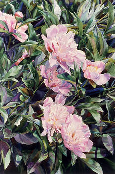 Sunspotted Peonies