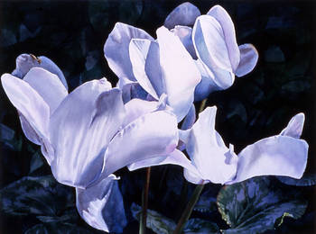 White Cyclamen