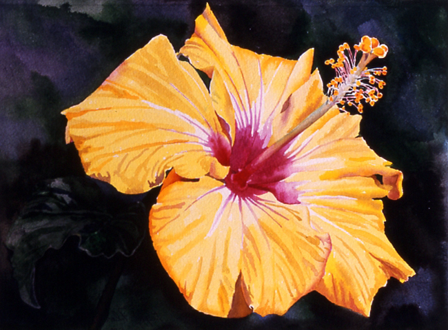 Yellow Hibiscus