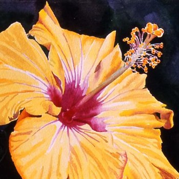 Yellow Hibiscus