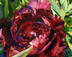 Burgundy Peony 2