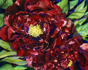 Burgundy Peonies 1
