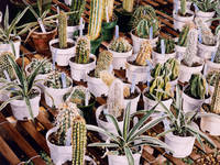 Greenhouse Cactus