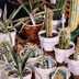 Greenhouse Cactus