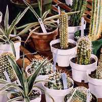 Greenhouse Cactus