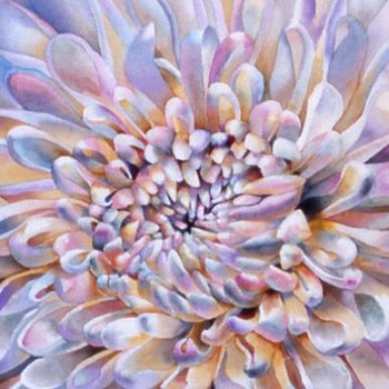 Chrysanthemum