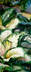 Deffenbachia