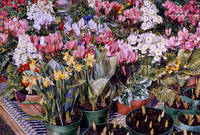 Green House Bulbs #2