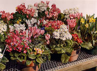 Green House Bulbs #1