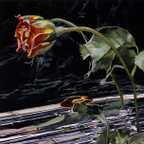 Rosebud and Pansy Reflected #2