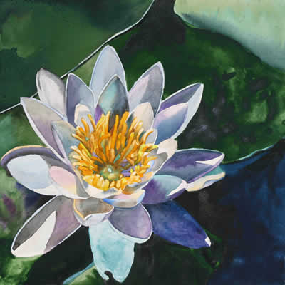Waterlily