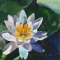 Waterlily