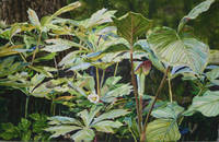 Woodland Serenade