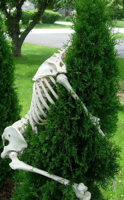 Anthropomorphism, The Reveal