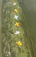 Bedecked Canal 2