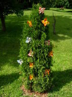 Bedecked, Proud 1