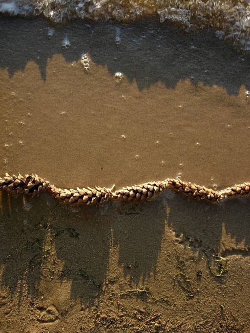 Swarm, Lake Edge Sans Feathers 2