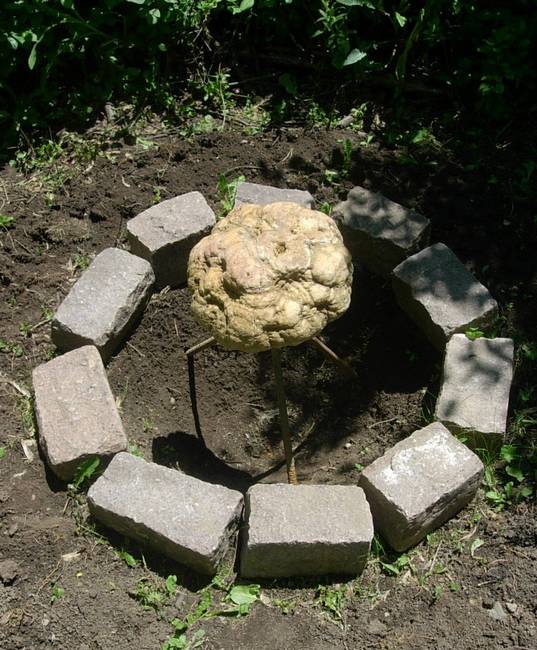 Dig Growth 1, View 2