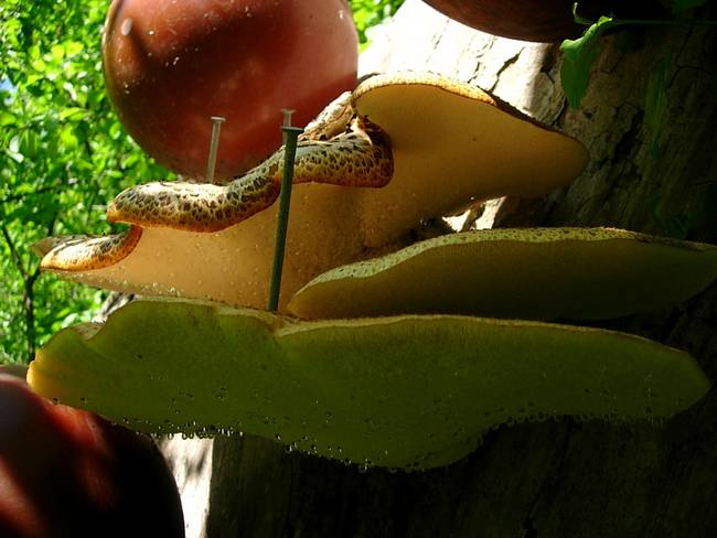 New Growth, Dew, View 2