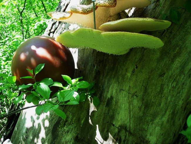 New Growth, Dew, View 1