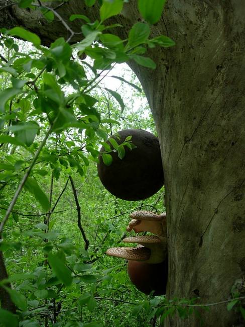 New Growth, Shrooms, View 4