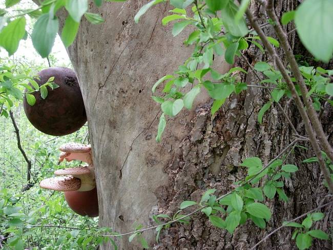 New Growth, Shrooms, View 6
