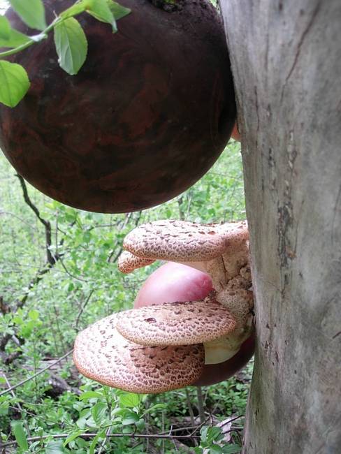 New Growth, Shrooms, View 5