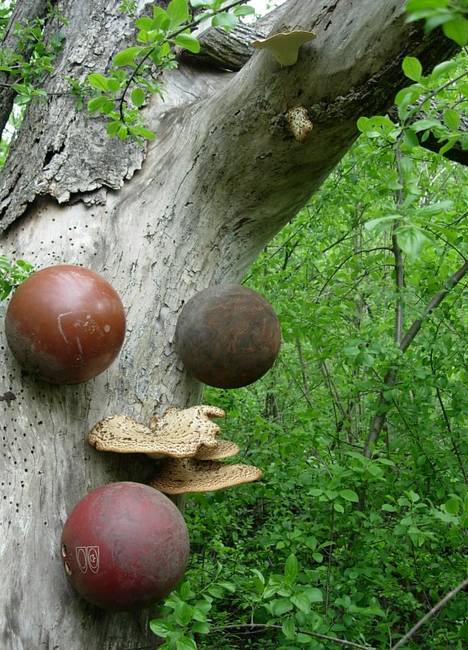 New Growth, Shrooms, View 3