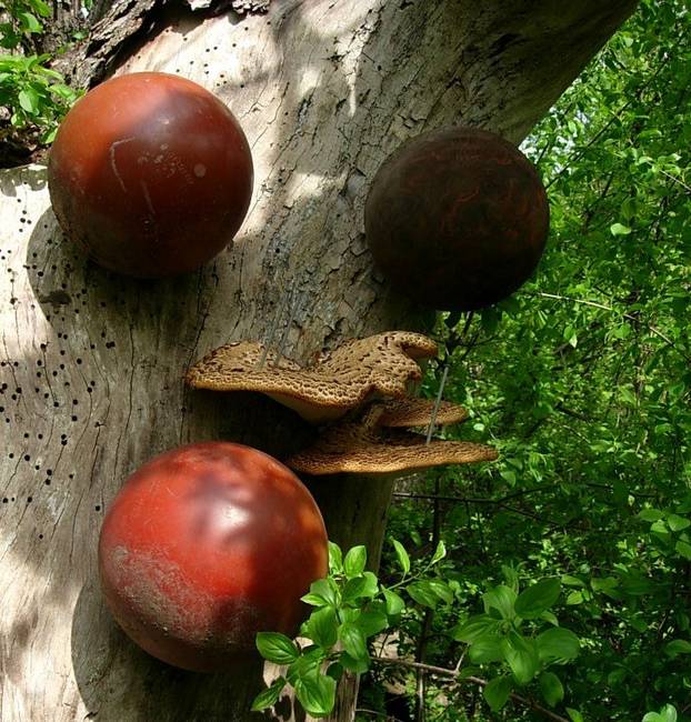 New Growth, Shrooms, View 1
