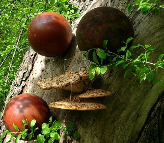 New Growth, Shrooms, View 2