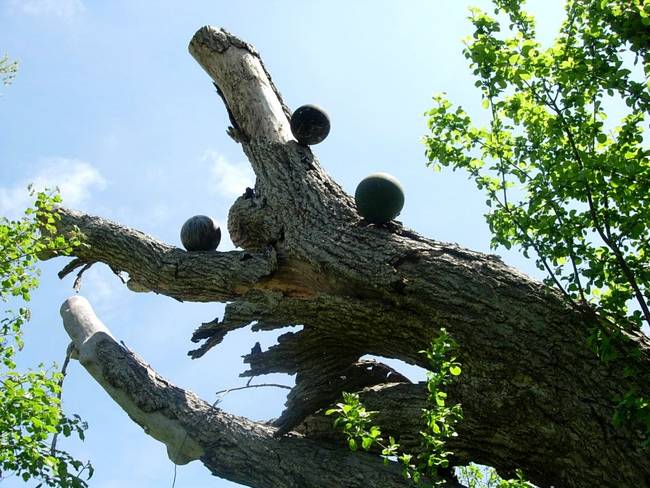 New Growth, Up, View 8